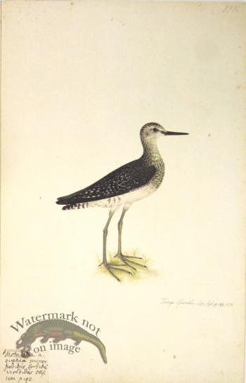 198 Swedish Birds . Tringa Glarcola.The Wood Sandpiper
